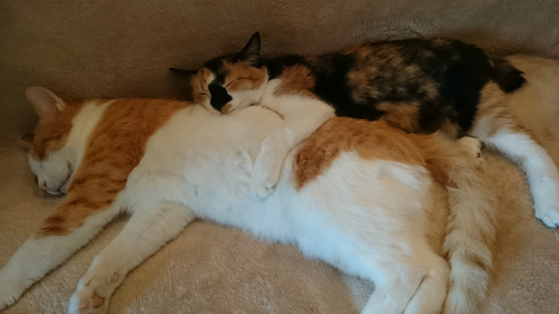 f:id:gosaku13:20161105181725j:image