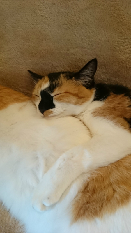 f:id:gosaku13:20161105182341j:image