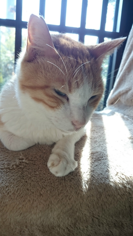 f:id:gosaku13:20161105182500j:image