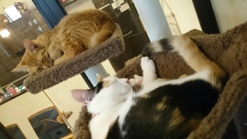 f:id:gosaku13:20161105182629j:image