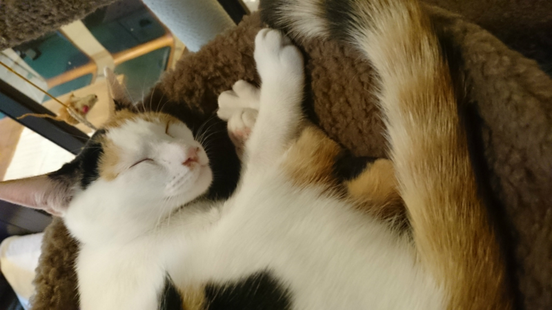 f:id:gosaku13:20161105182756j:image