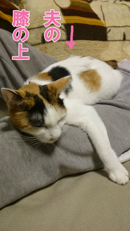 f:id:gosaku13:20161107201748j:image