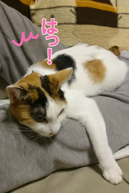 f:id:gosaku13:20161107201845j:image