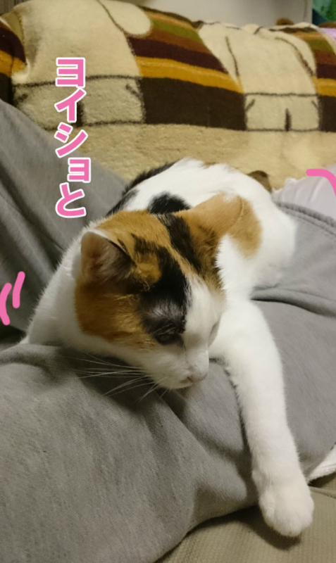 f:id:gosaku13:20161107202241j:image