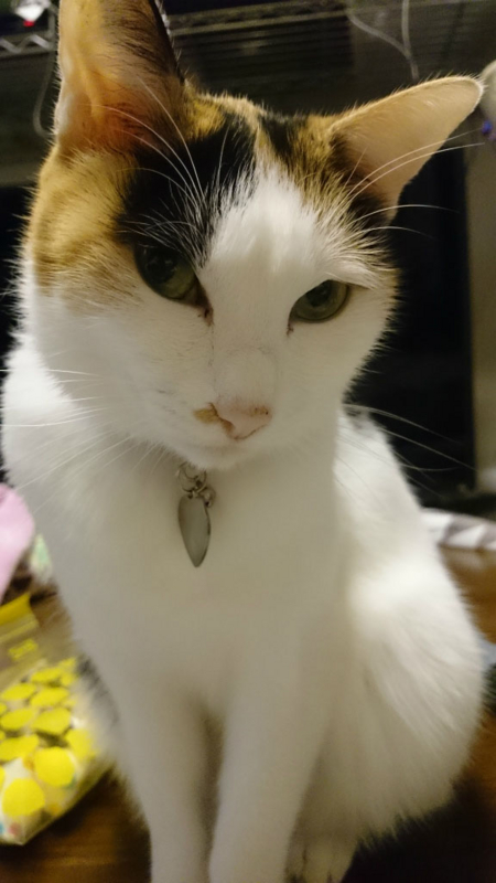 f:id:gosaku13:20161108125512j:image