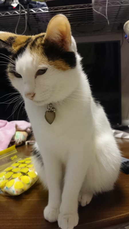 f:id:gosaku13:20161108125514j:image