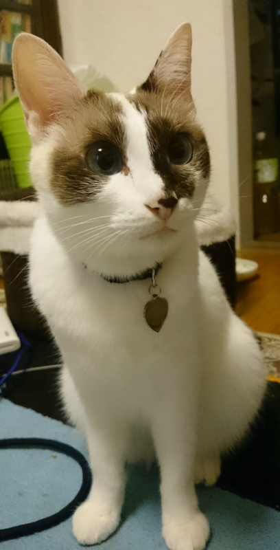 f:id:gosaku13:20161108125650j:image