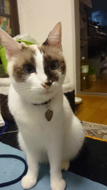 f:id:gosaku13:20161108125826j:image