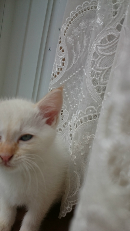 f:id:gosaku13:20161109144258j:image