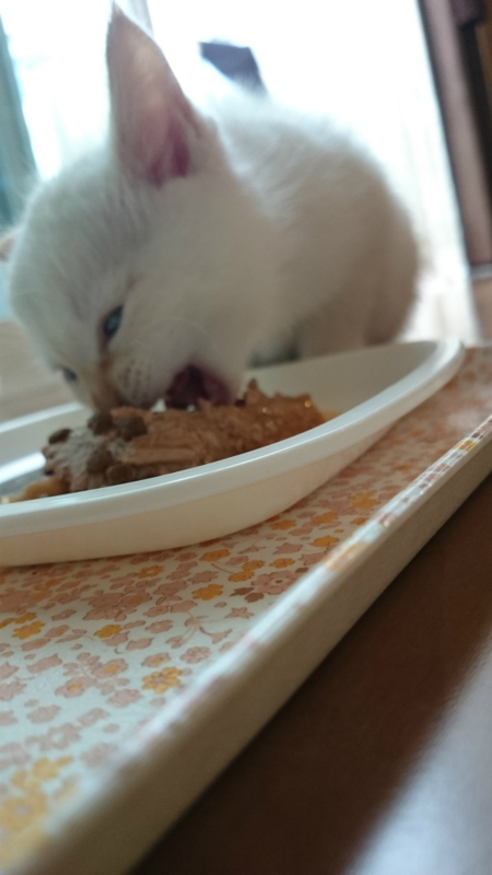 f:id:gosaku13:20161109144533j:image