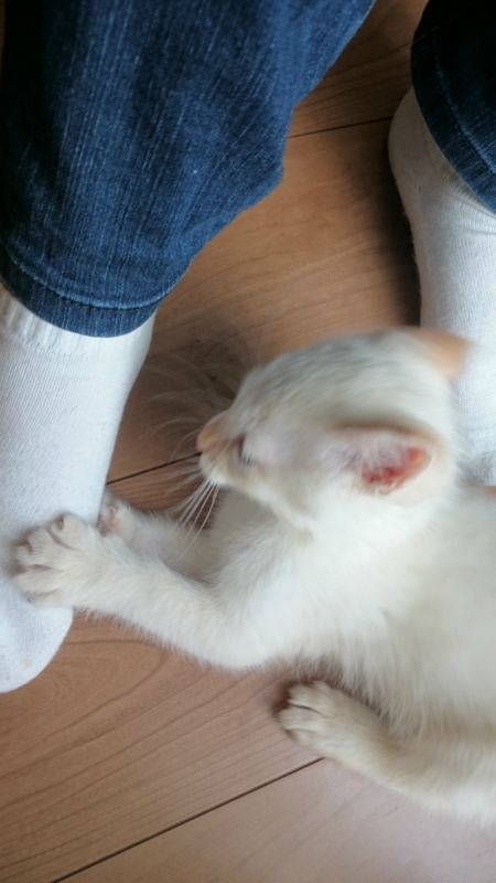 f:id:gosaku13:20161109144644j:image