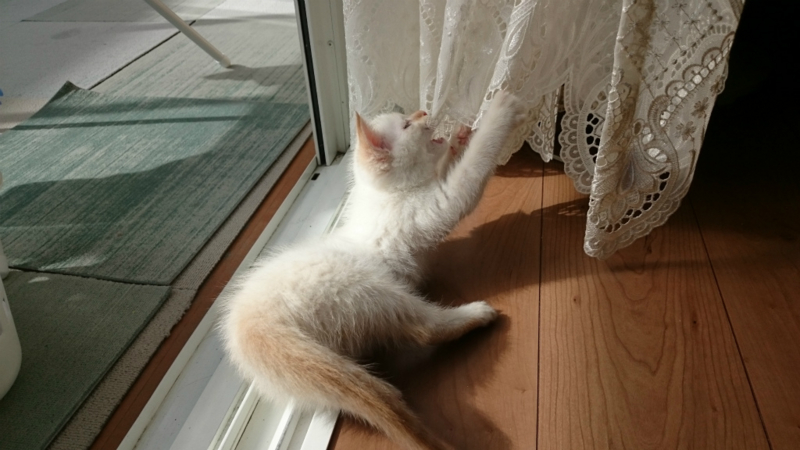 f:id:gosaku13:20161109144646j:image