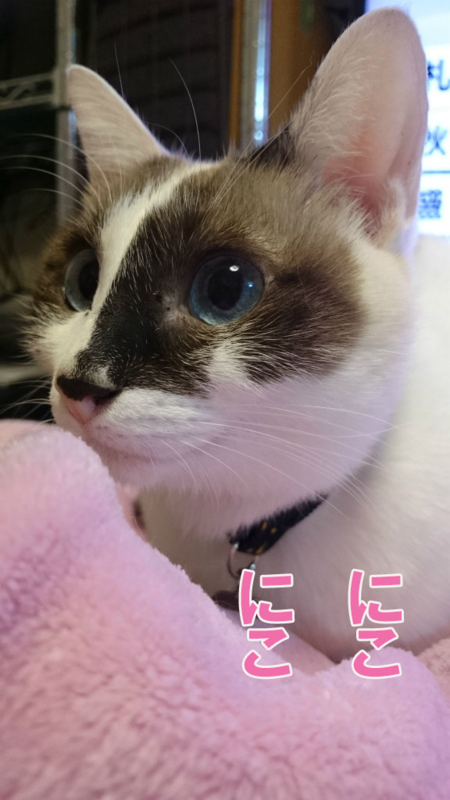 f:id:gosaku13:20161110165035j:image