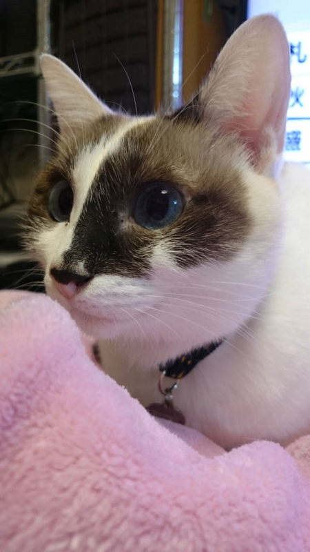 f:id:gosaku13:20161110165124j:image