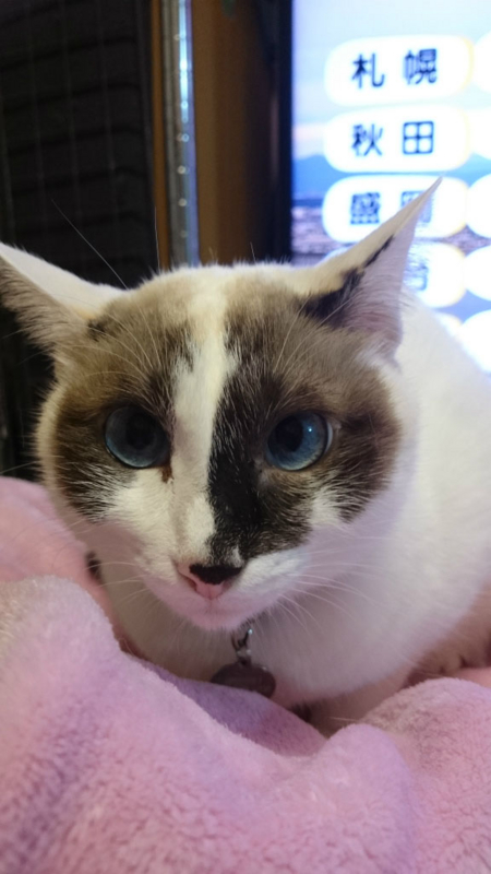 f:id:gosaku13:20161110165214j:image