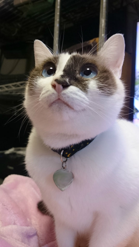 f:id:gosaku13:20161110165215j:image