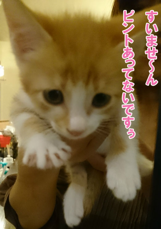 f:id:gosaku13:20161113181948j:image