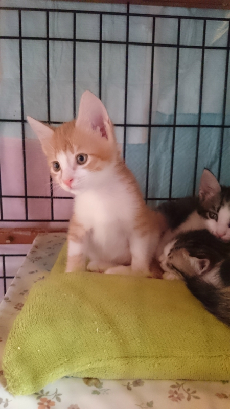 f:id:gosaku13:20161113182301j:image