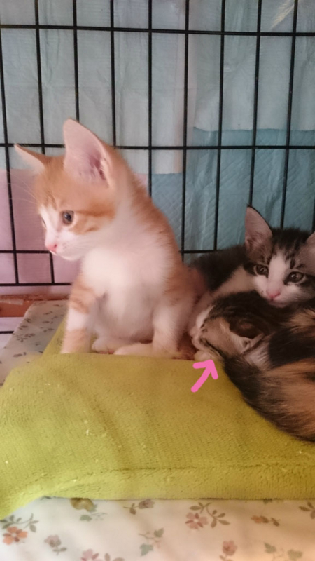 f:id:gosaku13:20161113182349j:image