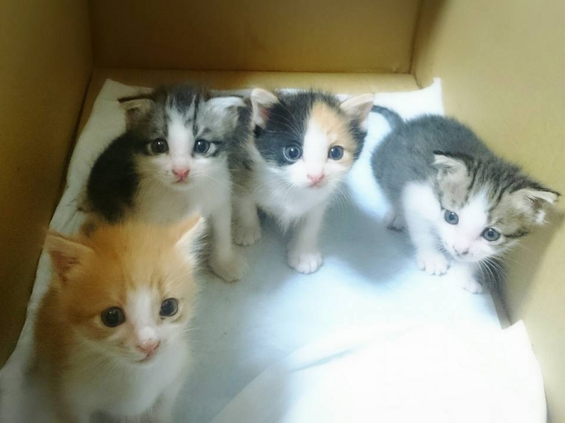 f:id:gosaku13:20161113182816j:image