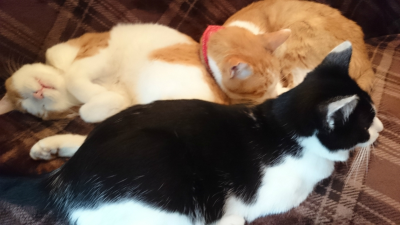 f:id:gosaku13:20161113183346j:image