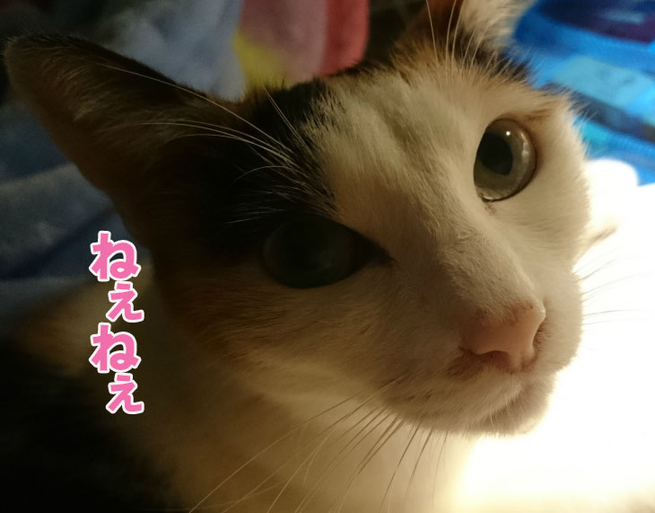 f:id:gosaku13:20161114082232j:image