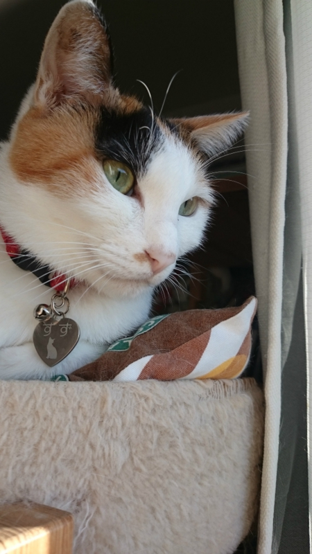 f:id:gosaku13:20161116171443j:image