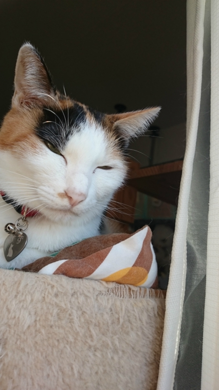 f:id:gosaku13:20161116171606j:image