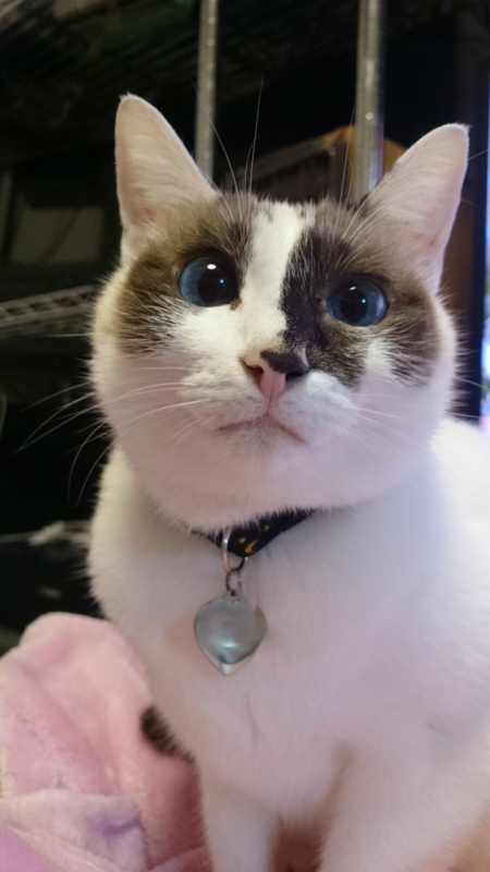 f:id:gosaku13:20161116171721j:image