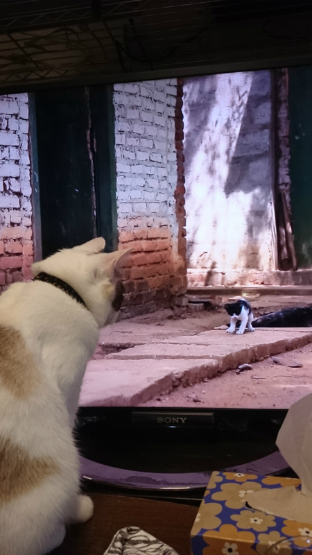 f:id:gosaku13:20161120181314j:image