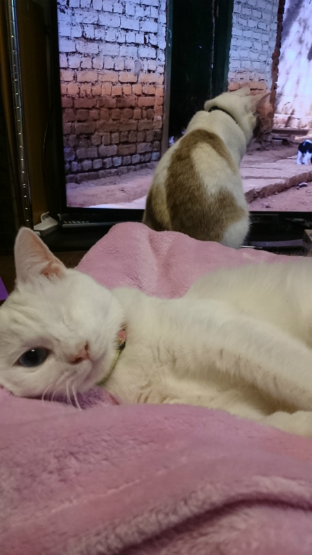 f:id:gosaku13:20161120181525j:image