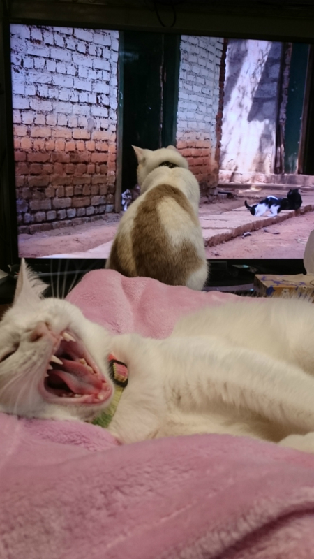 f:id:gosaku13:20161120181553j:image