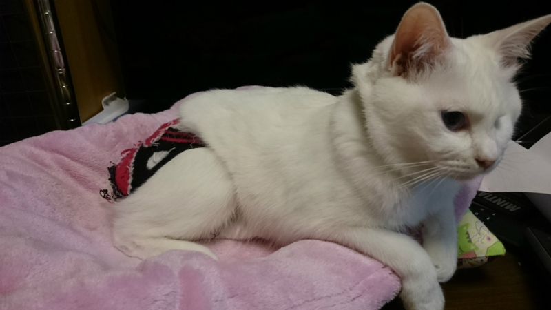 f:id:gosaku13:20161122124122j:image