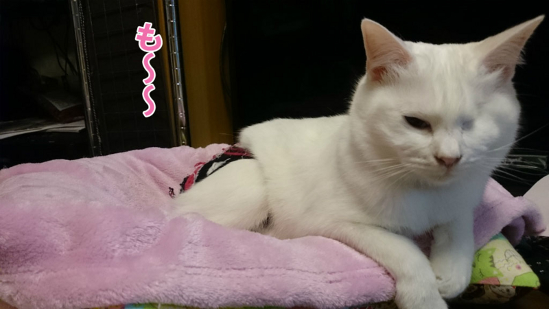 f:id:gosaku13:20161122124328j:image