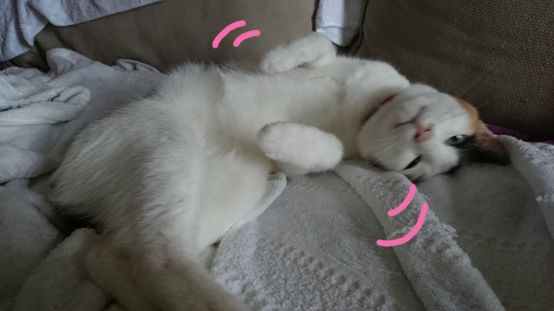 f:id:gosaku13:20161125091611j:image