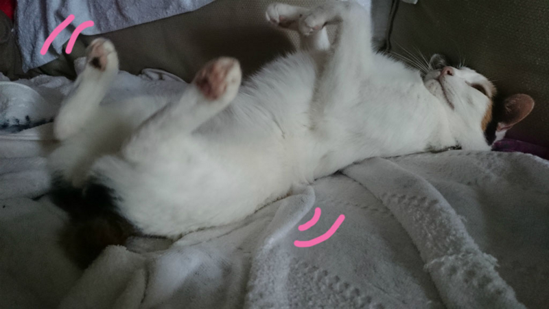 f:id:gosaku13:20161125091640j:image