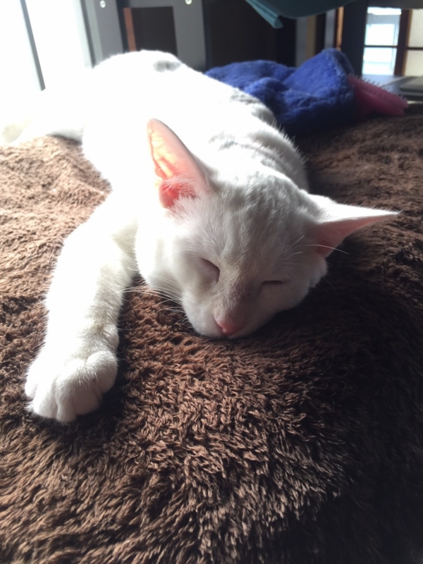 f:id:gosaku13:20161125205855j:image