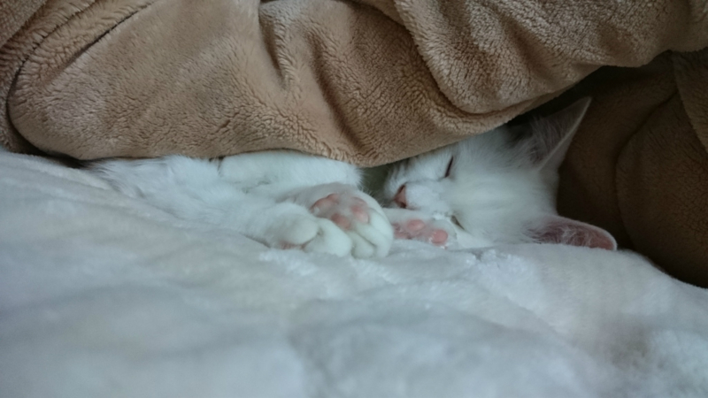 f:id:gosaku13:20161127193104j:image