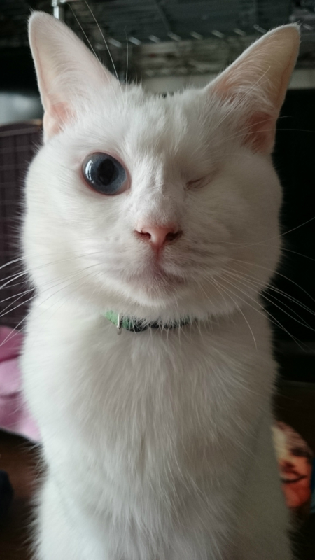 f:id:gosaku13:20161129195333j:image