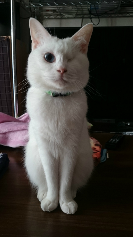 f:id:gosaku13:20161129195437j:image