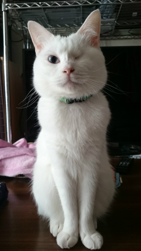 f:id:gosaku13:20161129195620j:image