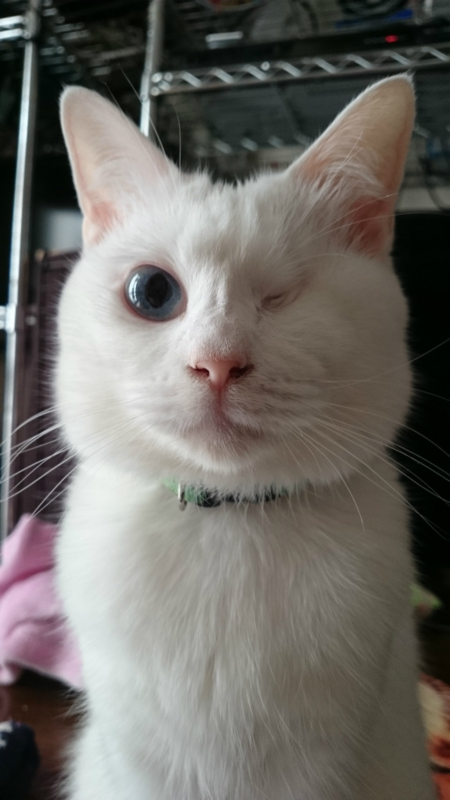 f:id:gosaku13:20161129195827j:image