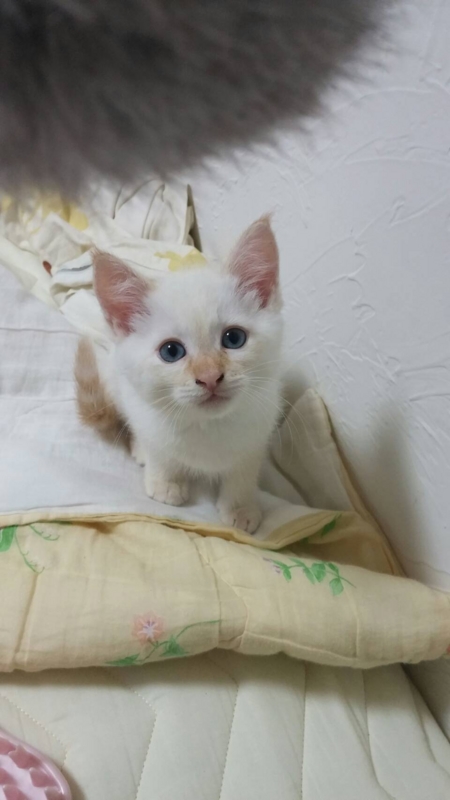 f:id:gosaku13:20161130140132j:image