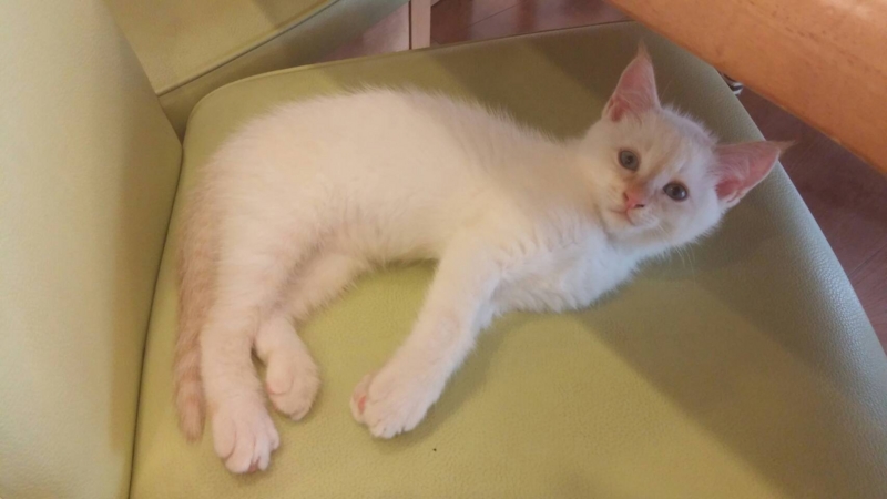 f:id:gosaku13:20161130140135j:image