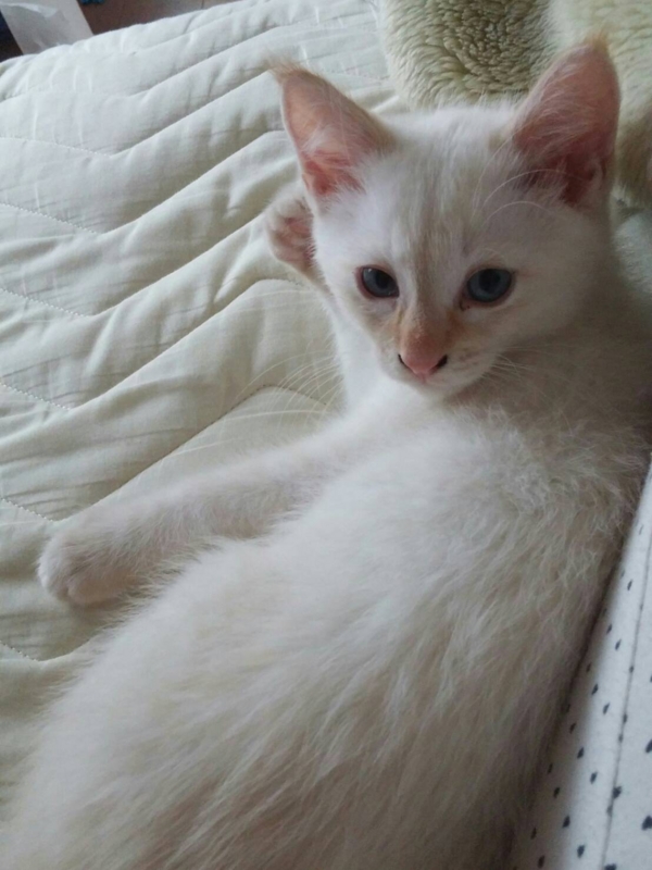 f:id:gosaku13:20161130140137j:image