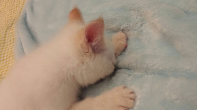 f:id:gosaku13:20161130140143j:image