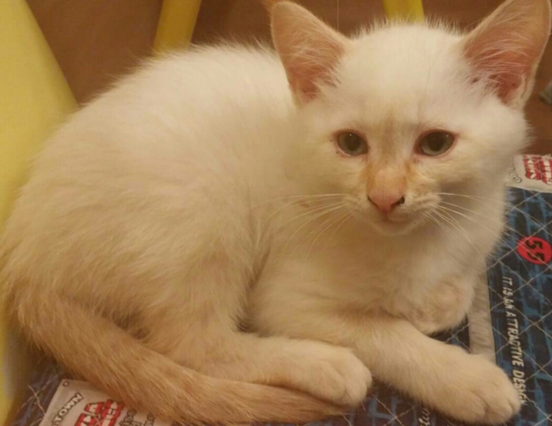 f:id:gosaku13:20161130141345j:image