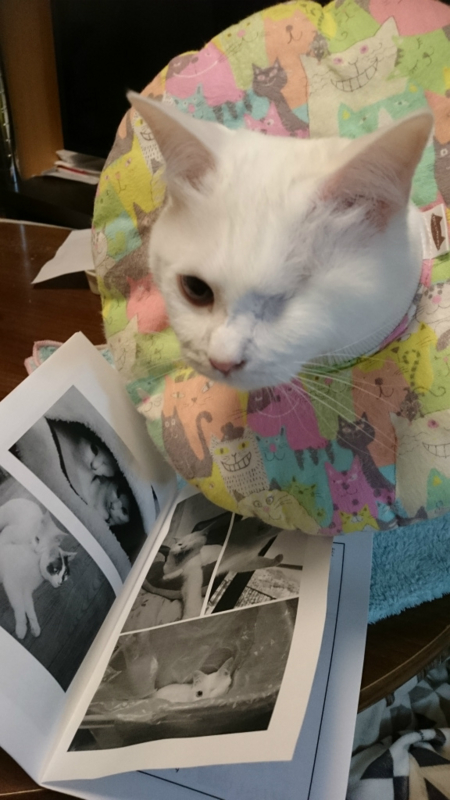 f:id:gosaku13:20170401190225j:image