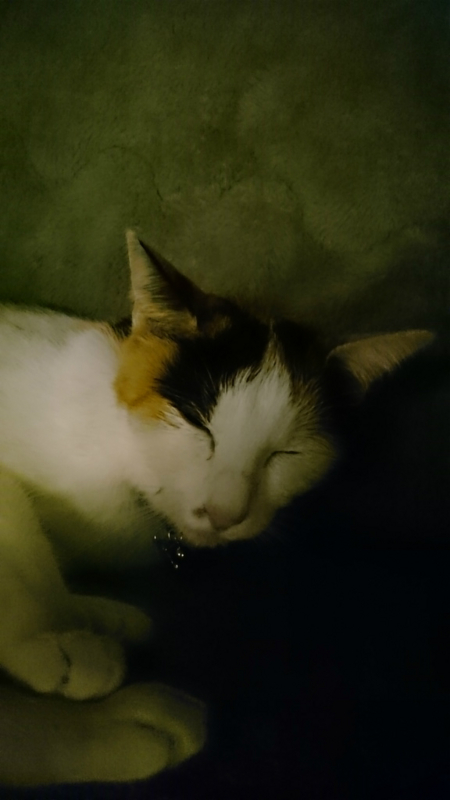 f:id:gosaku13:20170403202402j:image