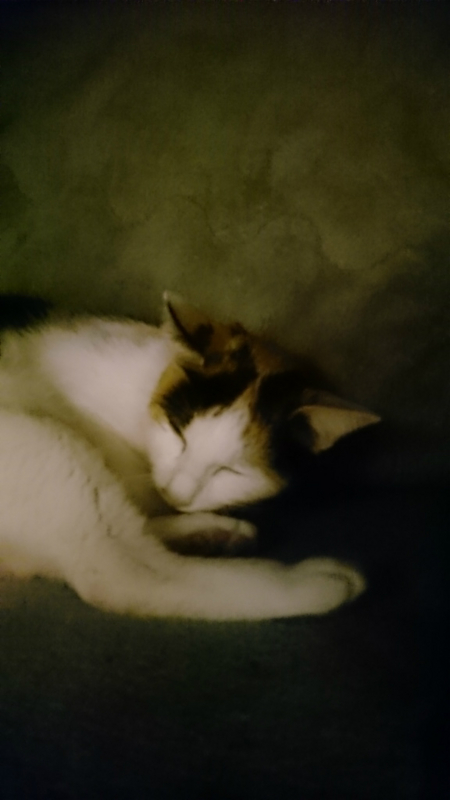 f:id:gosaku13:20170403202457j:image